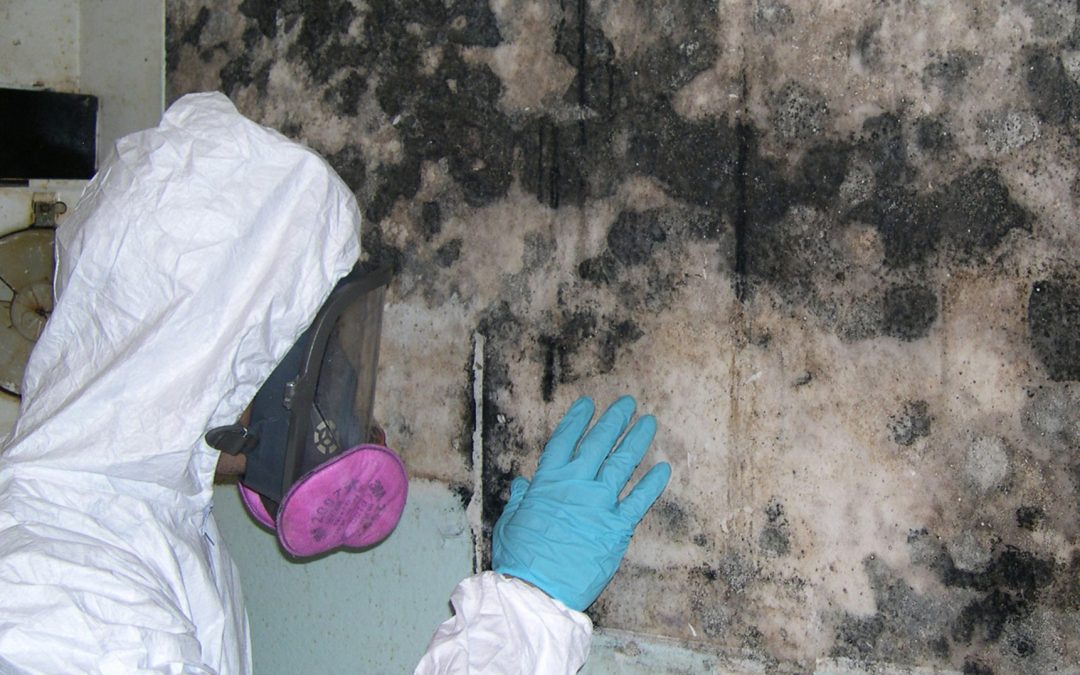 How to Remove and Treat Black Mold